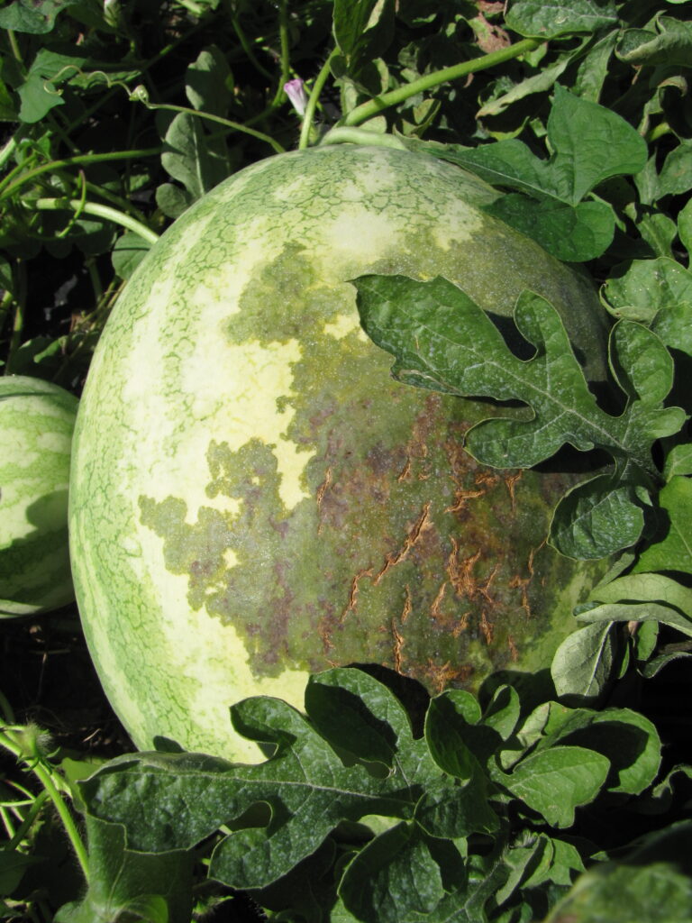 Figure 3. Watermelon fruit with enlarged and irregular water-soaked lesions and cracking (Courtesy of Dan Egel; originally published in the Southwest Purdue Ag Program website, Vegetable Disease Photos). 