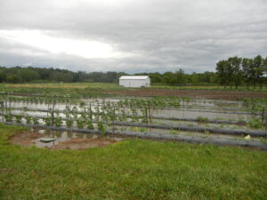 Figure 1. Pepper research at Meigs flooded (Photo by Chloe Henscheid).