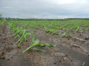 Figure 3. Sweet corn lodging as a result of high wind conditions at Meigs (Photo by Chloe Henscheid).