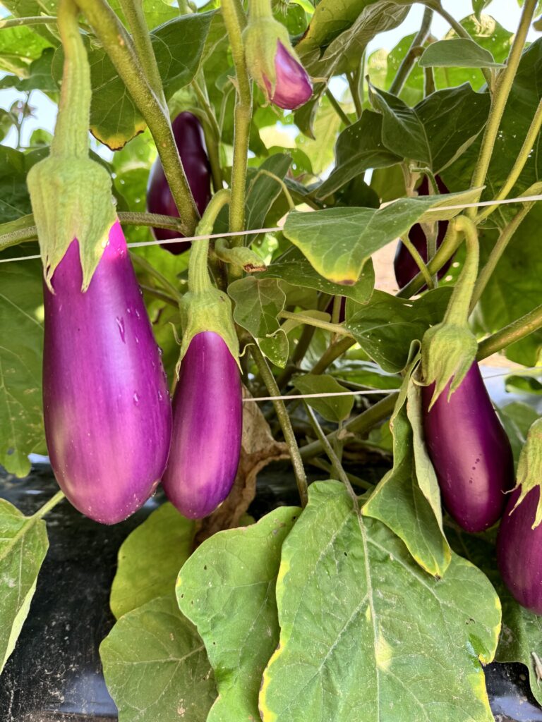 Figure 2. We have been harvesting eggplant for the past 5 weeks. The variety in this picture is Dancer (Photo by Petrus Langenhoven).