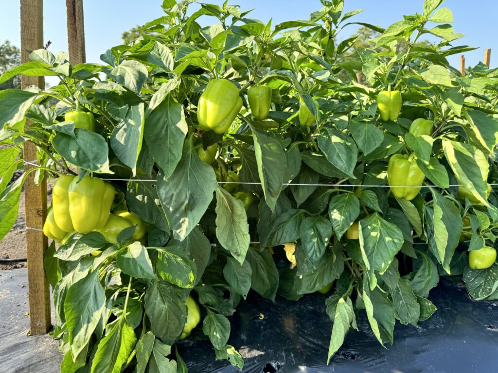 Figure 1. Pepper variety Flavorburst is almost ready to harvest (Photo by Petrus Langenhoven).