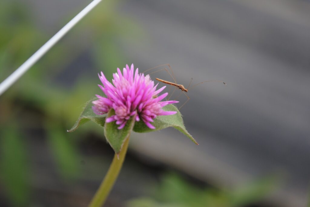 Figure 1. Stilt bug on flower (Photo by Laura Ingwell).