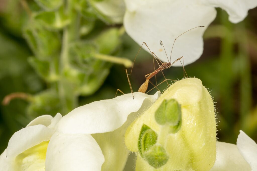 Figure 2. Stilt bug mating on snapdragon (Photo by John Obermeyer).