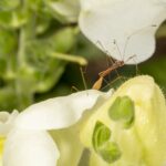 Figure 2. Stilt bug mating on snapdragon (Photo by John Obermeyer).