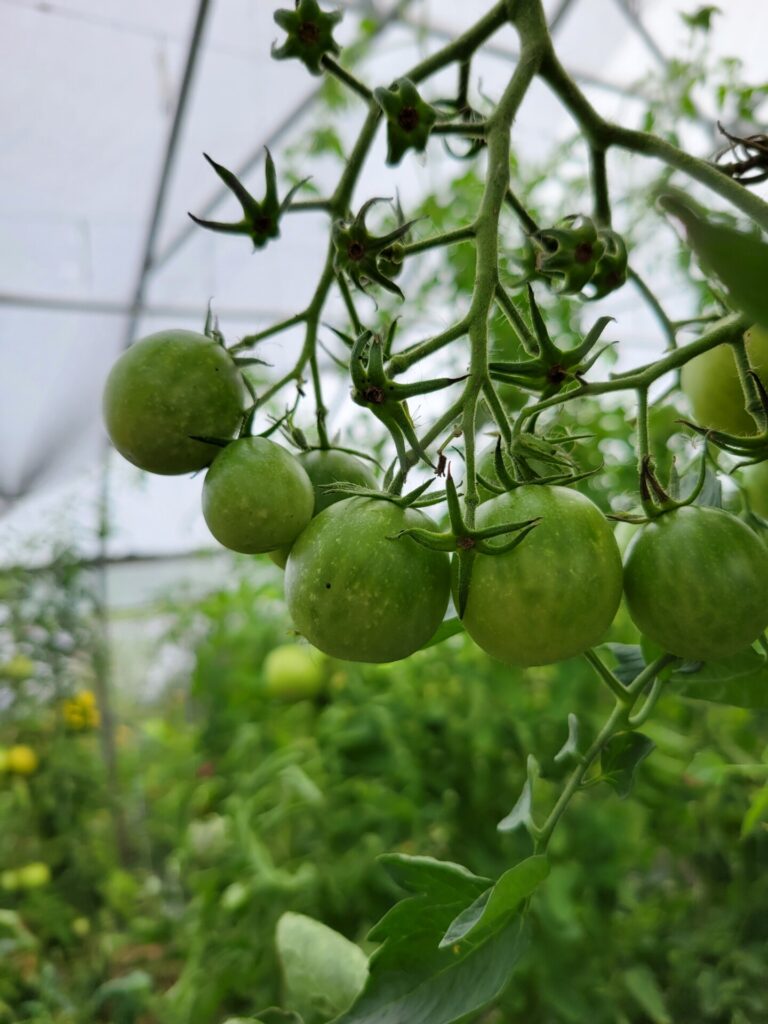 Figure 3. Stilt bug damage to tomato (Photo by Kacie Athey).