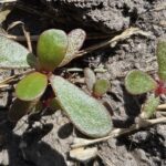 Figure 3. Hairless, fleshy leaves with red margins of common purslane (Photo by C. Corado).