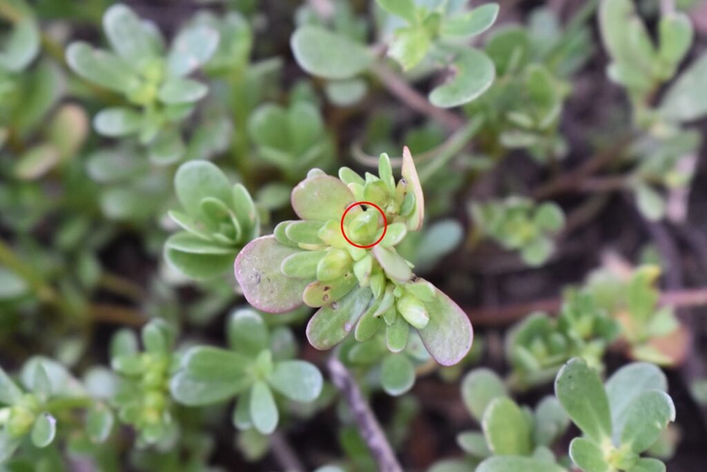 Figure 5. Common purslane seed capsules containing hundreds of mature seeds. One capsule is encircle in red (Photo by C. Corado).