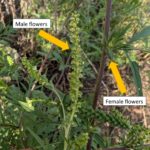 Figure 4. Male flowers appear on racemes at the top of the plant and female flowers appear in axils on upper branches (Photo by S.L. Meyers).