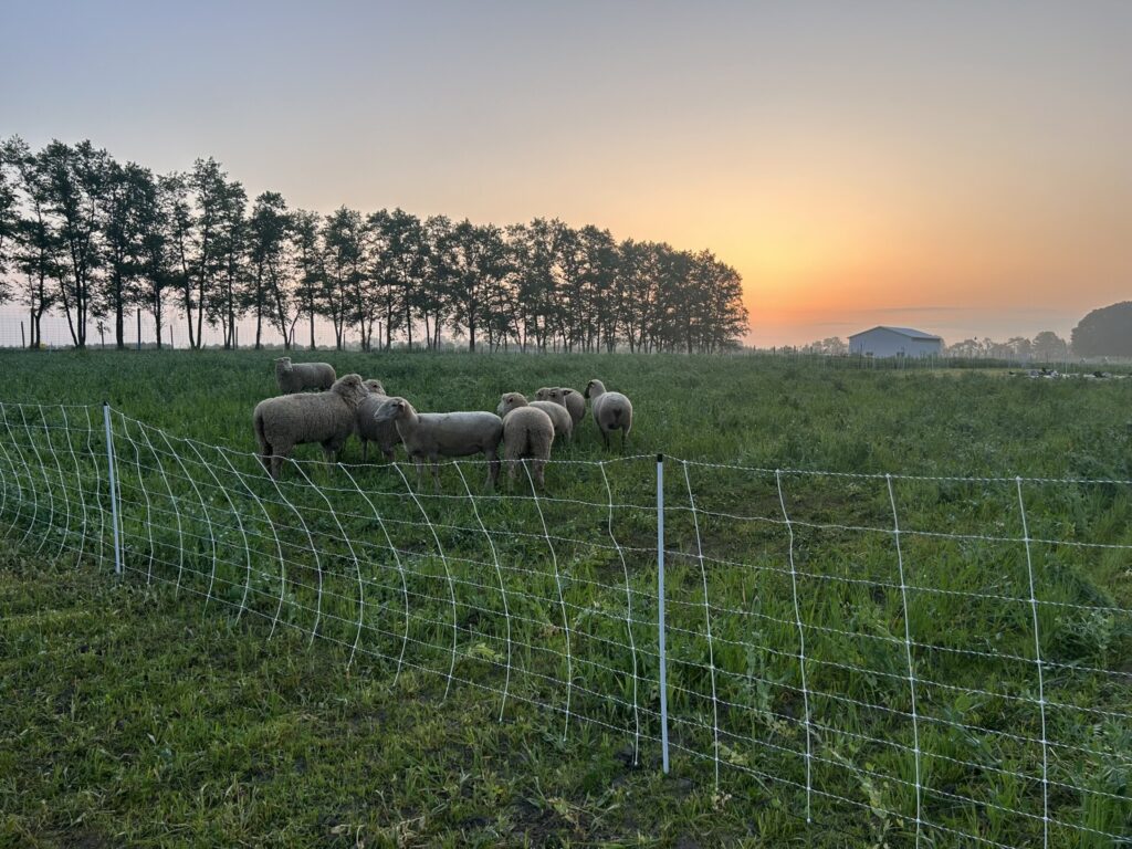 Sheep graze a cover crop mix of oats and peas at Meigs Horticulture Research Farm, late spring 2024. Sheep were contained by a portable electric fence. Animals are part of a FFAR study by Dr. Moriah Bilenky’s Sustainable Horticulture Lab involving crop and livestock integration (Photo by Moriah Bilenky).