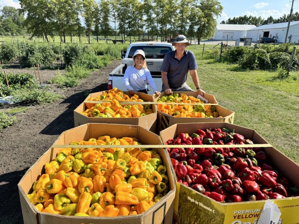 Figure 1. Petrus Langenhoven and Sofia Catucuamba standing by all the peppers that was harvested on August 29, 2024 (Photo by Petrus Langenhoven).