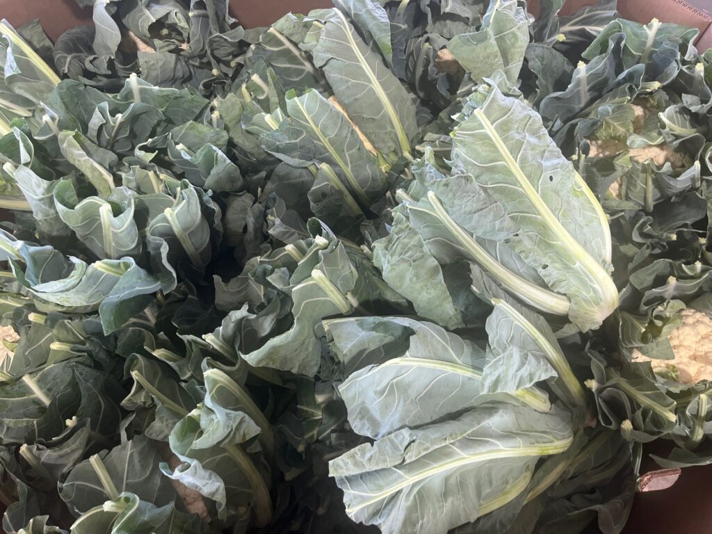 Figure 4. Cauliflower at the produce auction (Photo by Jeff Burbrink).