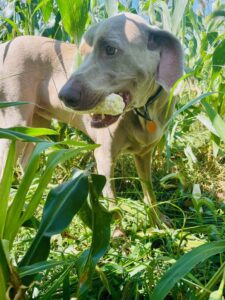 Figure 2. Farm Assistant, Jett, sampling the sweet corn as a reward for protecting the garden from critters (Photo by Dennis Parr).