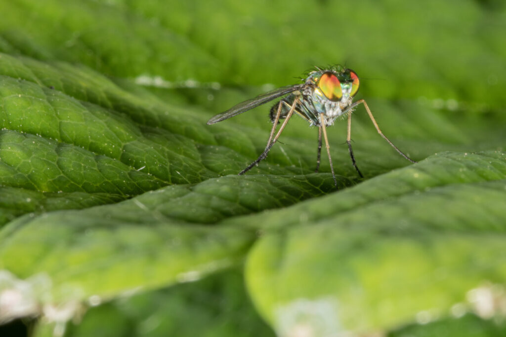 Figure 1: Front view of a long-legged fly (Photo by John Obermeyer).