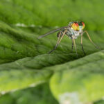 Figure 1: Front view of a long-legged fly (Photo by John Obermeyer).