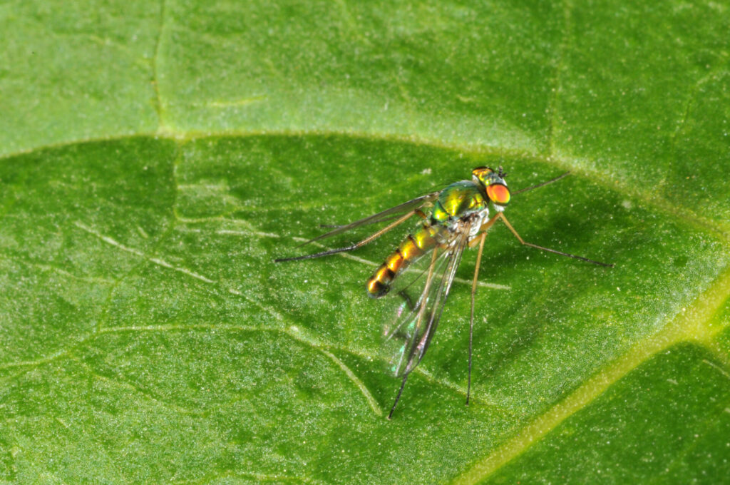 Figure 2: Top view of a long-legged fly. Notice the iridescent coloring (Photo by John Obermeyer).