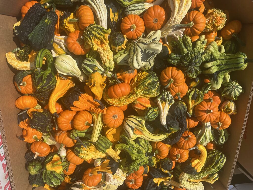 Figure 2. Ornamental squash at the produce auction (Photo by Jeff Burbrink).