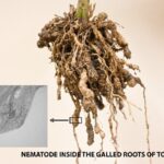 What symptoms you might see: Root-knot nematodes cause swellings, known as galls, on the roots. These galled roots are less effective at taking up water and nutrients, which leads to unhealthy plants. Affected plants often exhibit aboveground symptoms resembling nutrient deficiencies, including stunted growth, yellowing leaves, and reduced vigor.