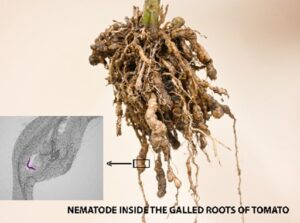 What symptoms you might see: Root-knot nematodes cause swellings, known as galls, on the roots. These galled roots are less effective at taking up water and nutrients, which leads to unhealthy plants. Affected plants often exhibit aboveground symptoms resembling nutrient deficiencies, including stunted growth, yellowing leaves, and reduced vigor. 