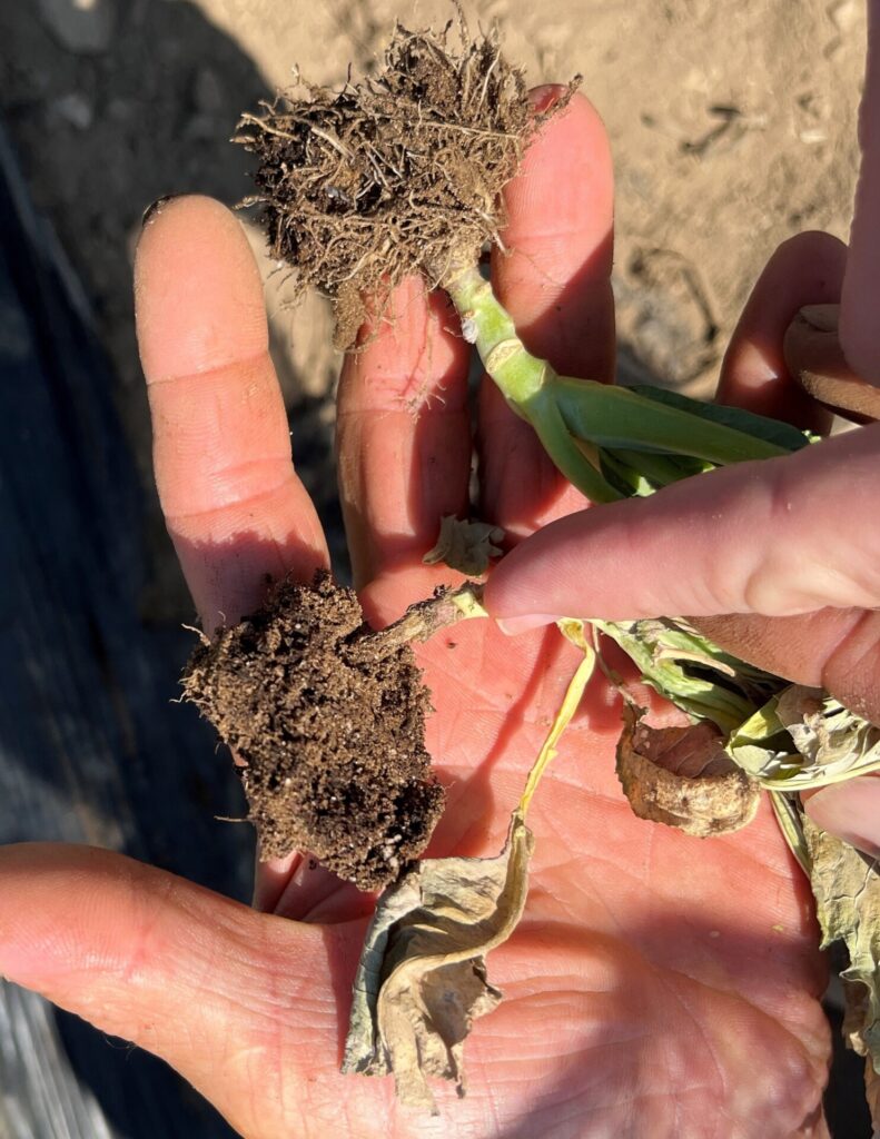 Figure 1. Wirestem symptoms on the lower stem of a brassica plant. Notice the brown coloration on the lower stem (Photo by Jeff Burbrink).