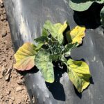 Figure 2. Yellowing and purple symptoms on a brassica plant. These symptoms are typically caused by Rhizoctonia infection (Photo by Jeff Burbrink).