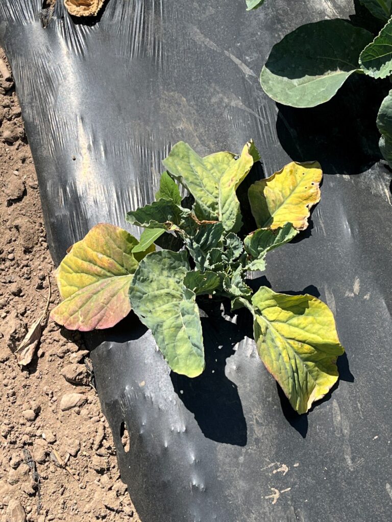 Figure 2. Yellowing and purple symptoms on a brassica plant. These symptoms are typically caused by Rhizoctonia infection (Photo by Jeff Burbrink).