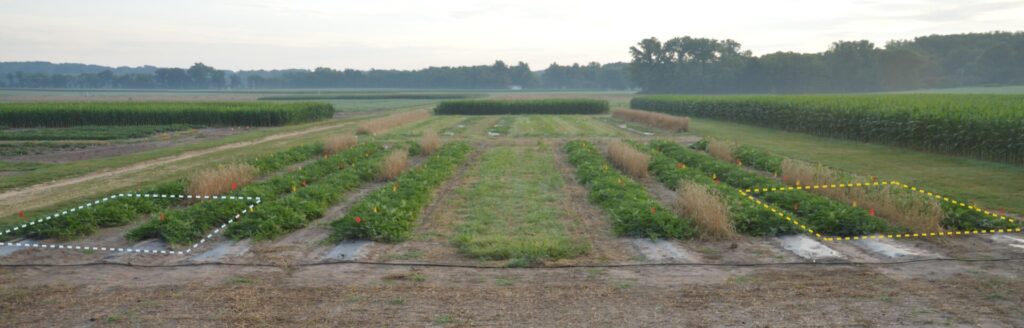 Figure 1. Example of one plot (July 2024, SWPAC) including the 20 plots. We highlighted two plots (dashed polygons), one with rye absent (left in blue) and another with rye present (right in yellow) (Photo by Zeus Mateos ).