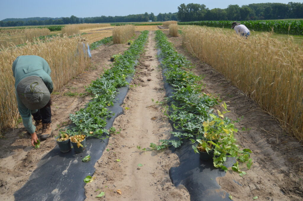 Figure 2. We evenly distributed and placed infested bean leaves in direct contact with the watermelon leaves (June 2024) (Photo by Zeus Mateos).