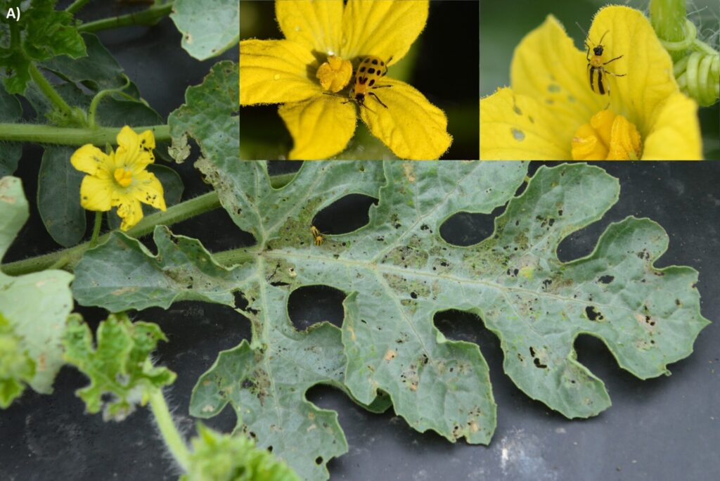 Striped cucumber beetles on a watermelon 