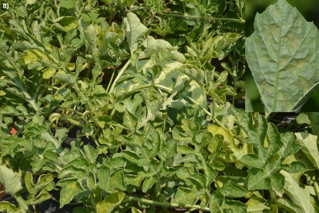 igure 3B. Watermelon plants infested with spider mites, with a close-up of spider mites on a leaf (Photo by Zeus Mateos).