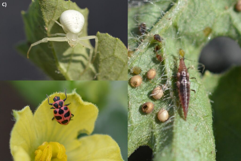 Figure 3C. natural enemies, including a spider (top left), a ladybug (bottom left) and a lacewing larva feeding on an aphid (right) (Photo by Zeus Mateos).