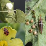 Figure 3C. natural enemies, including a spider (top left), a ladybug (bottom left) and a lacewing larva feeding on an aphid (right) (Photo by Zeus Mateos).