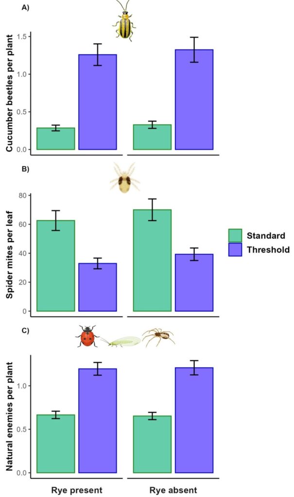 Figure 4. Mean numbers of A) cucumber beetles per plant B) spider mites per leaf C) and natural enemies per plant according to insecticide (standard vs. threshold) and rye cover crop (presence vs. absence).