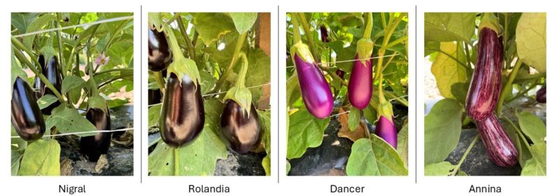 Eggplant-Italian-cultivars-