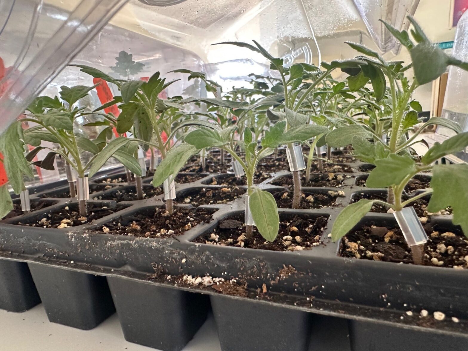 grafted-tomato-1568x1176.jpg