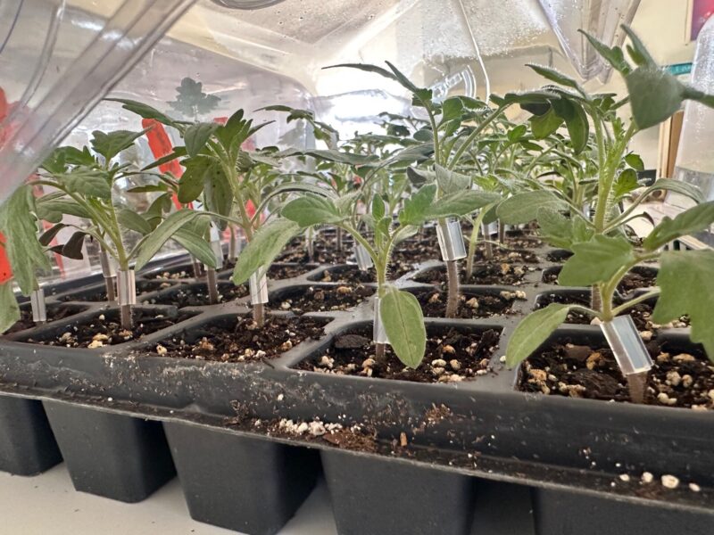 TOGETOGE PLANTS grafted-tomato-800x600.jpg