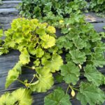 Figure 2. Typical symptoms of cucurbit yellow vine disease on a squash field. Symptomatic plant (left) and healthy plant (right) (Photo by Kensy Rodriguez).