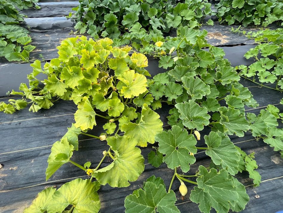 Figure 2. Typical symptoms of cucurbit yellow vine disease on a squash field. Symptomatic plant (left) and healthy plant (right) (Photo by Kensy Rodriguez).