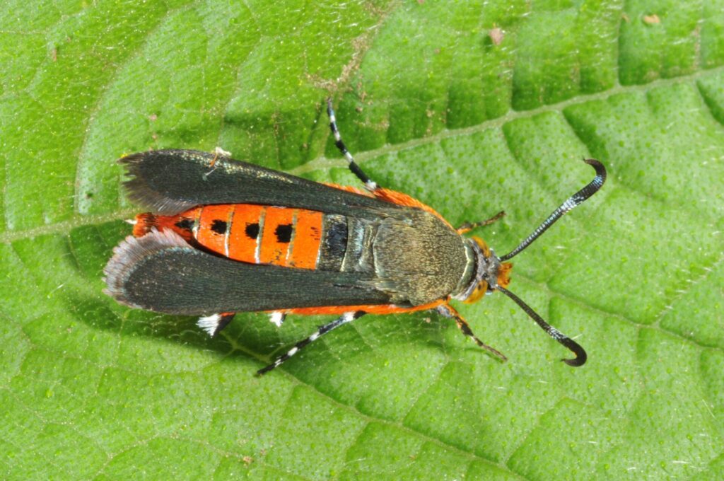 Figure 2: Squash vine borer adult (Photo by John Obermeyer).