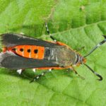 Figure 2: Squash vine borer adult (Photo by John Obermeyer).
