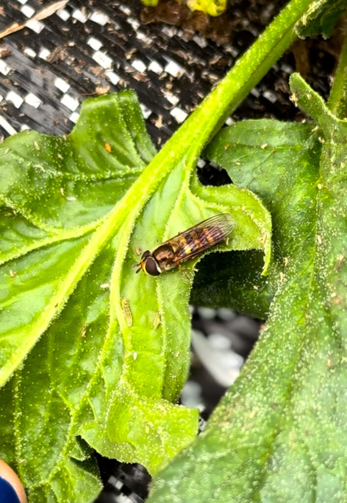 Figure 1: Syrphid fly egg, larva, and adult (Photo by Allison Zablah).