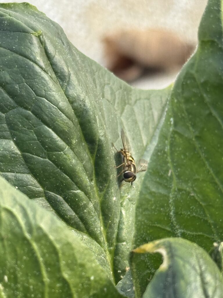 Figure 2: Eupeodes americanus (Photo by Allison Zablah).