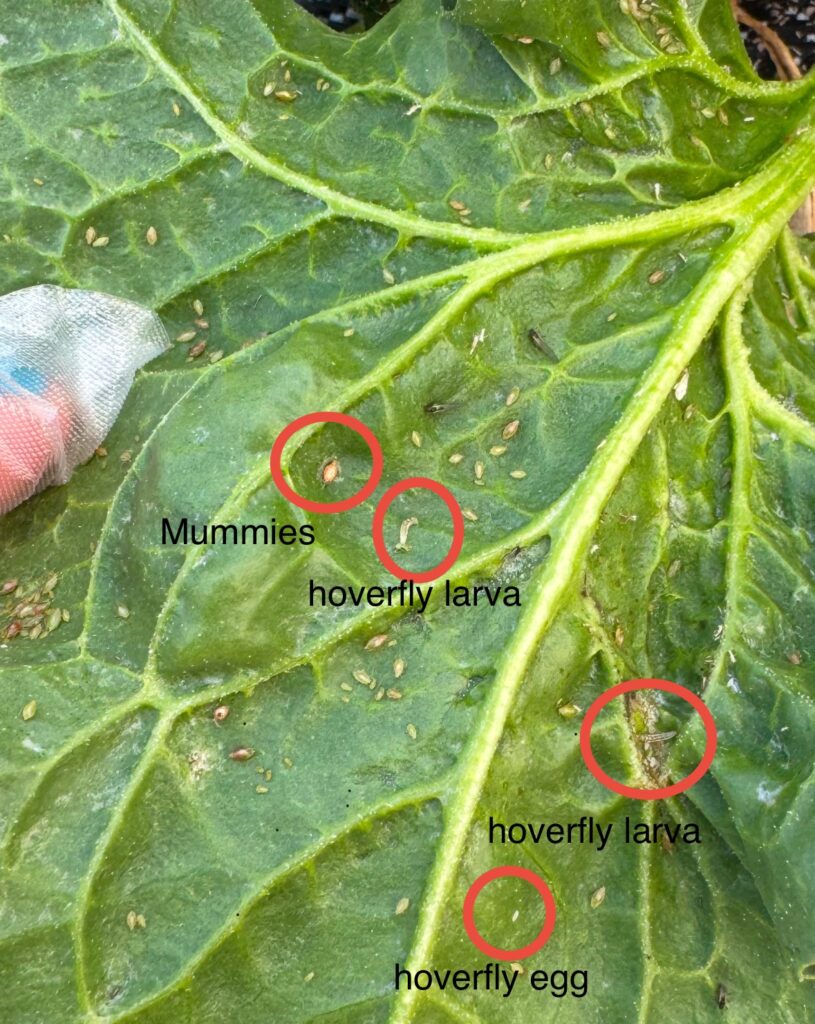 Figure 3: Natural enemies- mummified aphid, syrphid eggs and larvae (Photo by Allison Zablah).