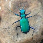 Figure 1. Adult Green Tiger Beetle (Photo retrieved from https://commons.wikimedia.org/wiki/File:Cicindela_sexguttata_Fabricius_1.jpg).