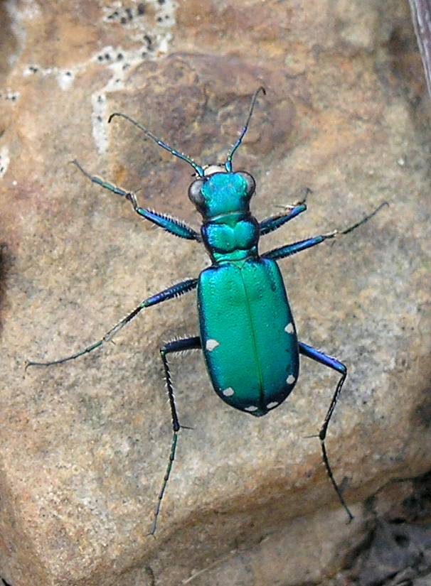 Figure 1. Adult Green Tiger Beetle (Photo retrieved from https://commons.wikimedia.org/wiki/File:Cicindela_sexguttata_Fabricius_1.jpg).