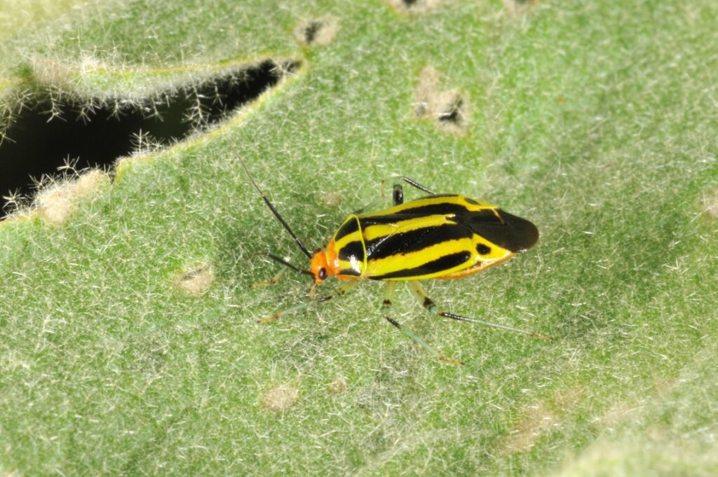 Figure 1. Fourlined plant bug adult on soybean (Photo by John Obermeyer).
