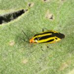 Figure 1. Fourlined plant bug adult on soybean (Photo by John Obermeyer).