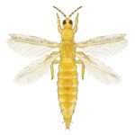 Figure 1. Thrips with fringed wings. Photo retrieved from https://commons.wikimedia.org/wiki/File:202202_Frankliniella_occidentalis.svg.