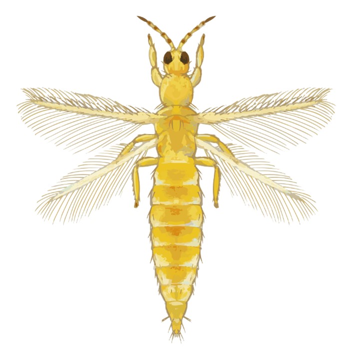 Figure 1. Thrips with fringed wings. Photo retrieved from https://commons.wikimedia.org/wiki/File:202202_Frankliniella_occidentalis.svg.