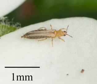 Figure 2. The western flower thrips (Frankliniella occidentalis) adult. Photo retrieved from https://commons.wikimedia.org/wiki/File:Frankliniella_occidentalis_14827651.jpg