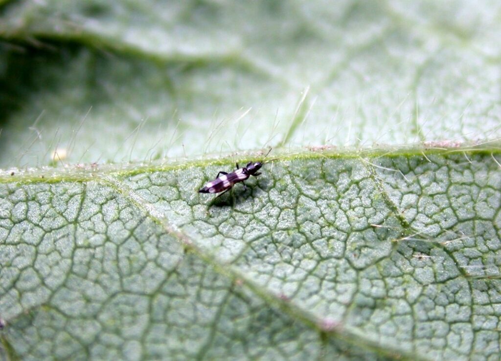 Figure 3. Predatory banded thrips adult (Photo by John Obermeyer).